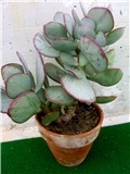 Crassula  arborescens  Silver  dollars 